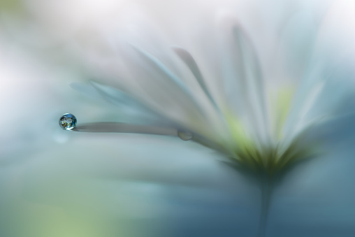 Nature,Flowers,Drop,Water,White