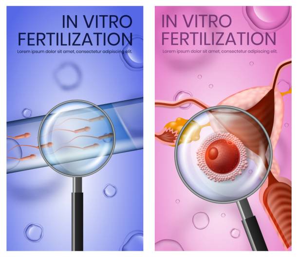 ilustrações de stock, clip art, desenhos animados e ícones de fertilised eggs in uterus and test tube with sperm - human pregnancy tube nobody group of objects