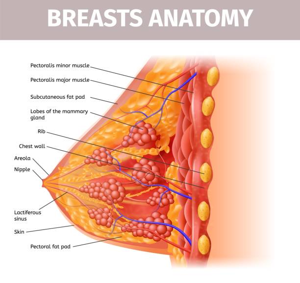 illustrazioni stock, clip art, cartoni animati e icone di tendenza di anatomia del seno femminile. vista ravvicinata sezione trasversale - areola