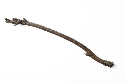Isolated shot of dry cherry tree branch on white background