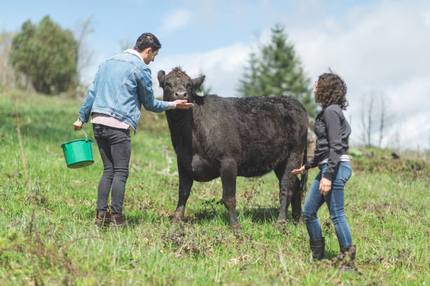 istock Ethnic farmers feed their cows on a warm summer day 1135422050