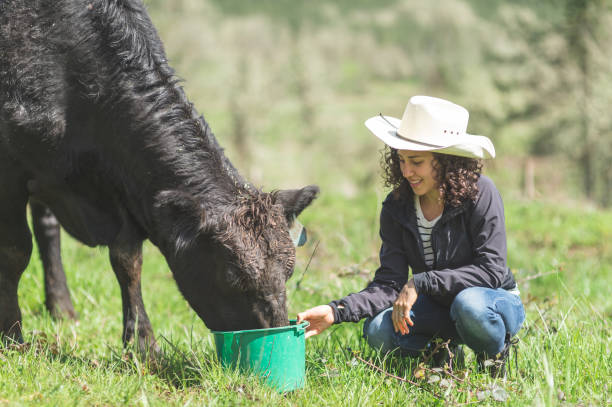 istock Female farmer feeds her cow in the pasture 1135422053