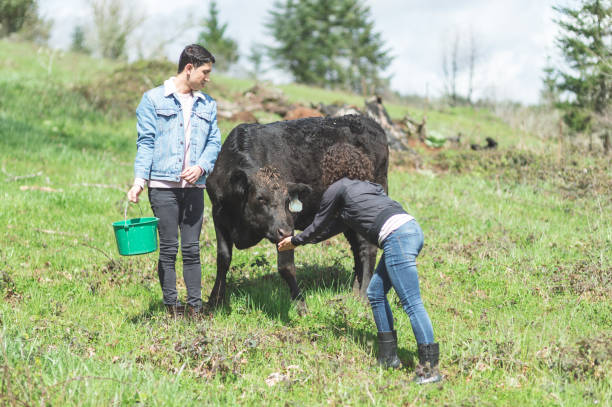 istock Ethnic farmers feed their cows on a warm summer day 1135422056
