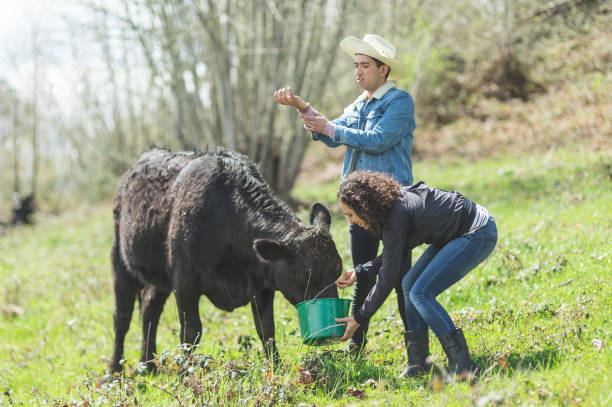 istock Ethnic farmers feed their cows on a warm summer day 1135422062