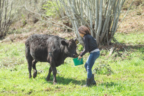 istock Female farmer walks her cow down a hillside on a warm summer day 1135422063