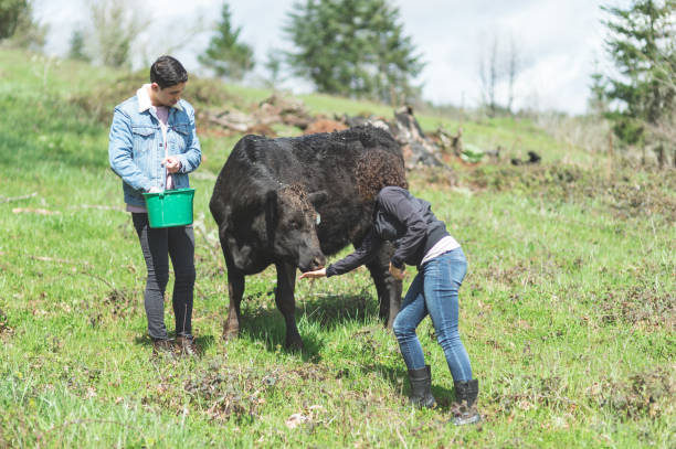 istock Ethnic farmers feed their cows on a warm summer day 1135422064