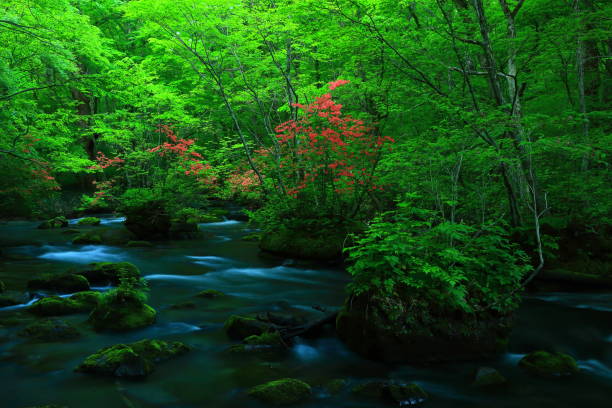 istock fresh green Oirase mountain stream 1135422103