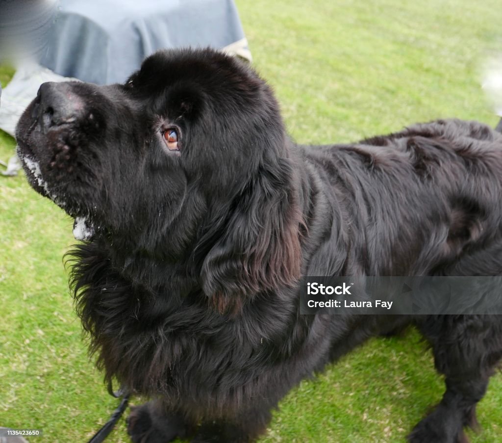 Newfoundland Dog Big Dog Drooling for treats outddoors, Palm Springs, California Animal Body Part Stock Photo