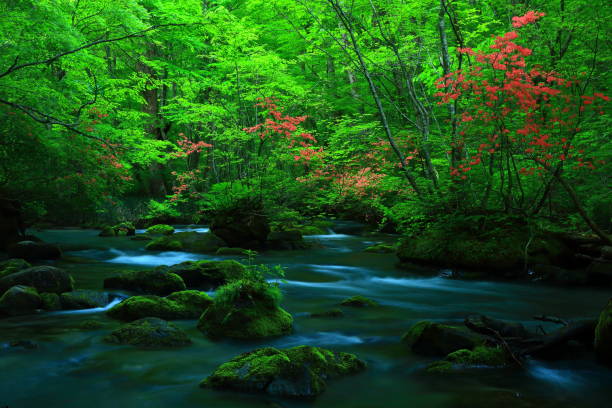 istock fresh green Oirase mountain stream 1135424310