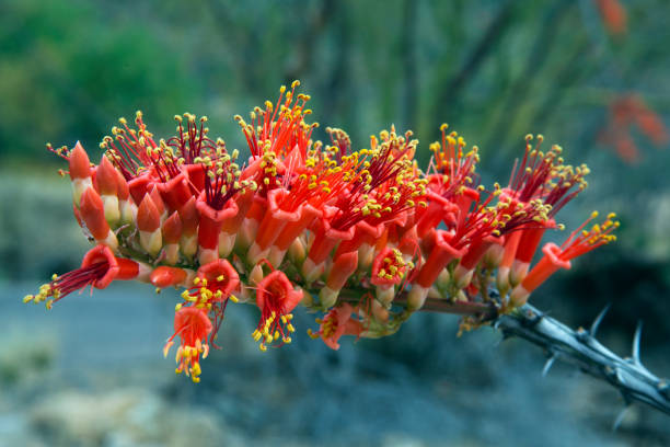 ocotillo in bloom springtime tucson, arizona - sonoran desert cactus flower head southwest usa stock-fotos und bilder