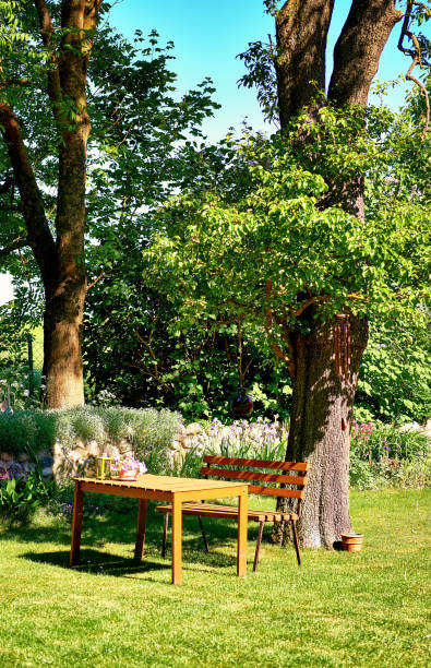 Wooden table and bench on an old tree in the garden.