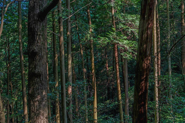 istock The sunshine filtering through foliage 1135425923