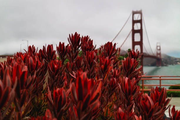 baia di san francisco, fiori di fiori e famoso golden gate bridge - golden gate bridge san francisco county san francisco bay bay foto e immagini stock