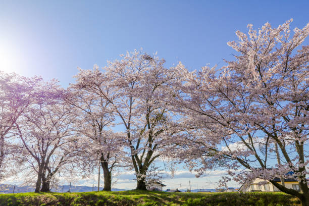 istock Beautiful cherry blossom , sakura  in spring time , Japan. 1135428430