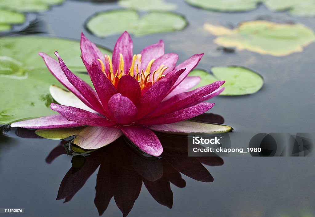Rosa cerezos en flor de loto - Foto de stock de Agua libre de derechos