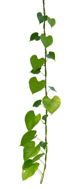 istock vine plant climbing isolated on white background. Clipping path 1135429827