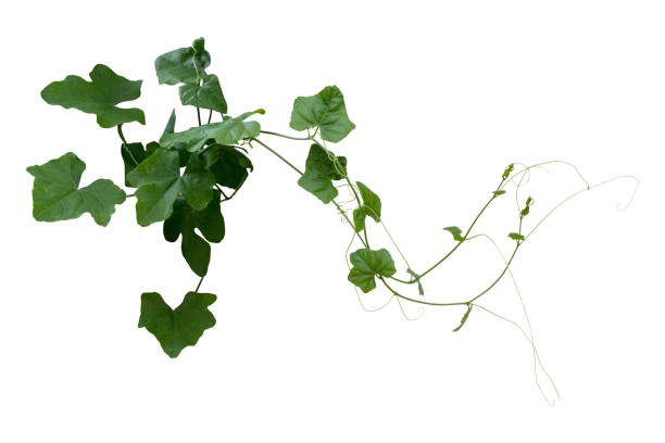 escalada da planta da videira isolada no fundo branco. trajeto de grampeamento - ivy vine isolated leaf - fotografias e filmes do acervo