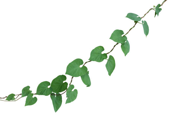 istock vine plant climbing isolated on white background. Clipping path 1135429830