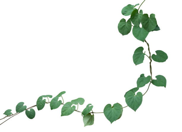 istock vine plant climbing isolated on white background. Clipping path 1135429831