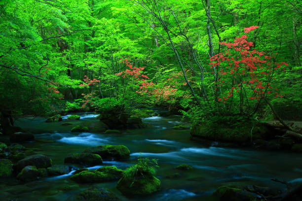 istock fresh green Oirase mountain stream 1135431785