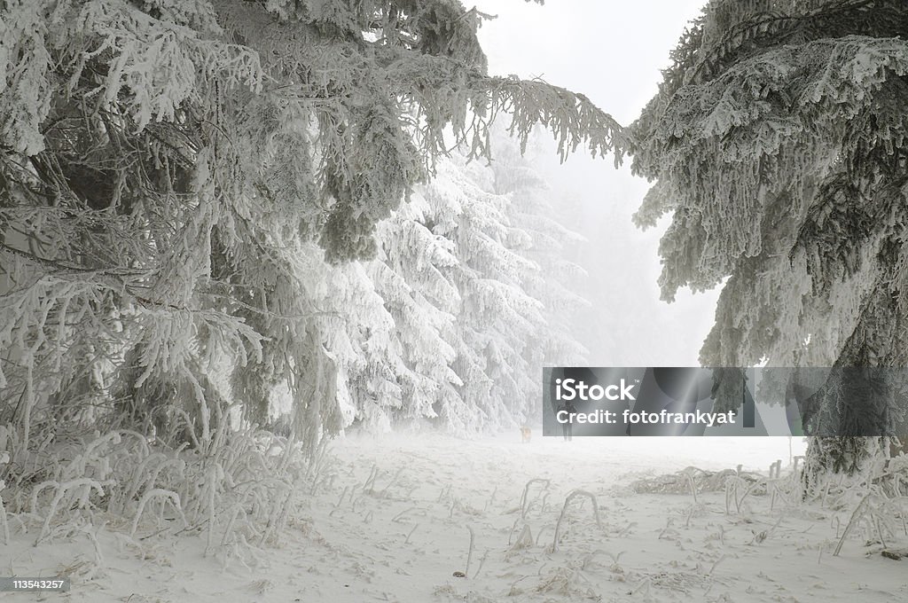 Ski Sportler im winter-Wald - Lizenzfrei Baum Stock-Foto