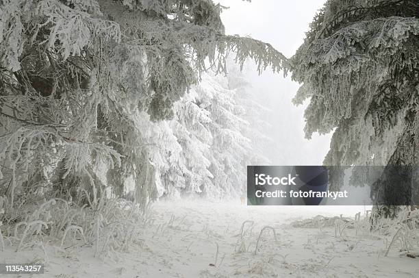 Ski Sportler Im Winterwald Stockfoto und mehr Bilder von Baum - Baum, Eis, Eisdecke