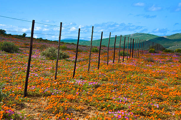 Wildflowers