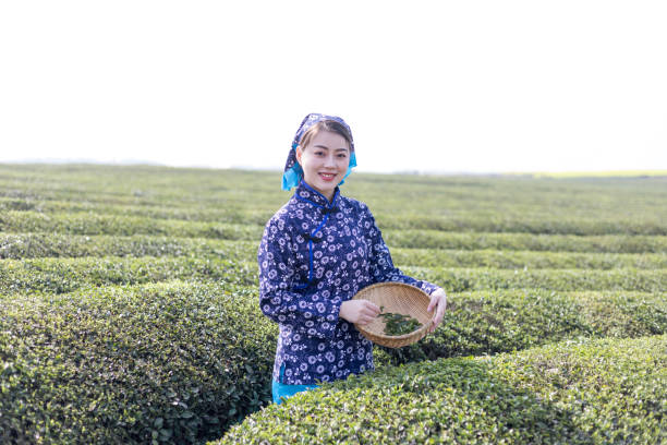 istock Young woman collecting tea 1135437304