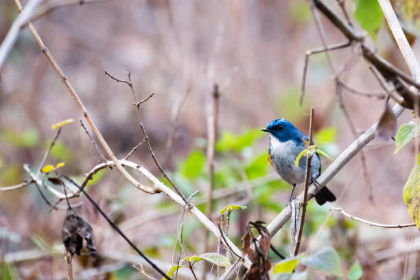 istock Himalayan Bluetail male perching on a branch 1135437491