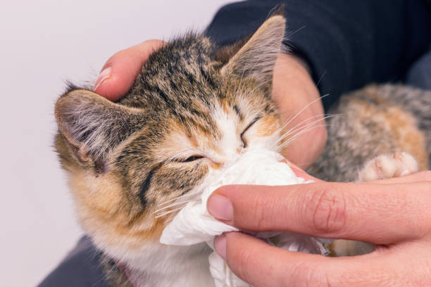 povero gattino malato con un'infezione e scarico. - felino selvatico foto e immagini stock