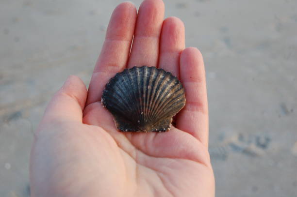 istock seashell in human palm on the beach 1135438558