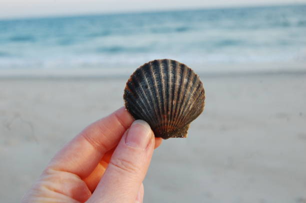 istock Holding scallop shell in fingers at the shore 1135438568
