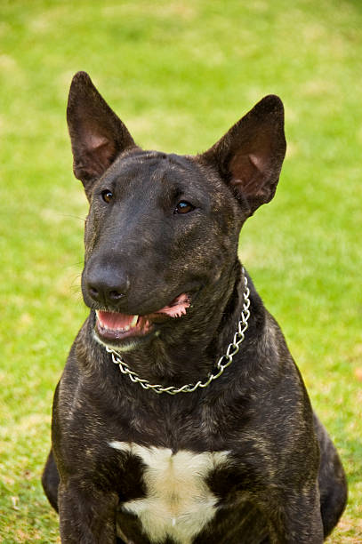 istock Attentive dog with collar 113543909