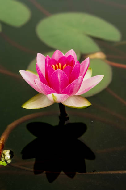 블루 밍 로터스 - lotus flower single flower red 뉴스 사진 이미지