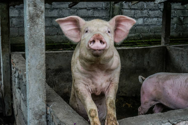 pig on a village cage - domestic pig imagens e fotografias de stock