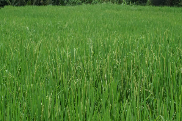 istock Rice Field Landscape for Wallpaper 1135440578