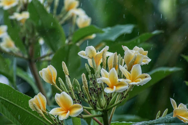 frangipani flowers when it rains for background - frangipannis imagens e fotografias de stock