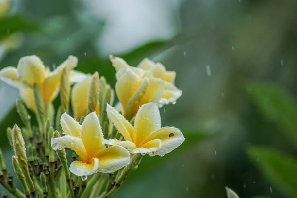 frangipani flowers when it rains for background - frangipannis imagens e fotografias de stock
