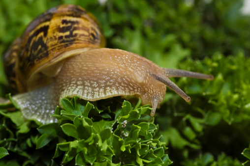 Close-up of snail on parsley background.