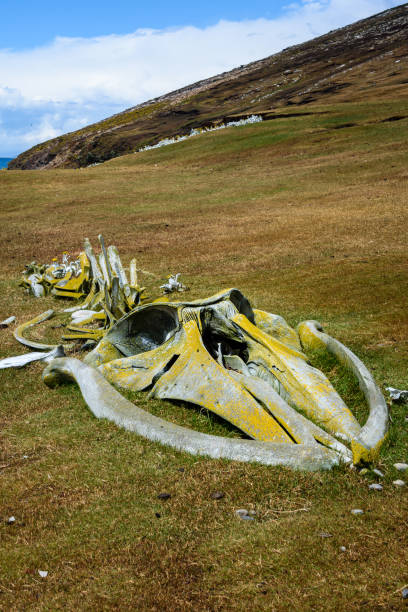 クジラのスケルトン - saunders island ストックフォトと画像