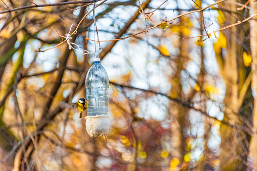 A tit bird flaps its wings to land on a recycled plastic bottle used as bird feeder which hangs on tree branches in a park with shallow depth of field background.