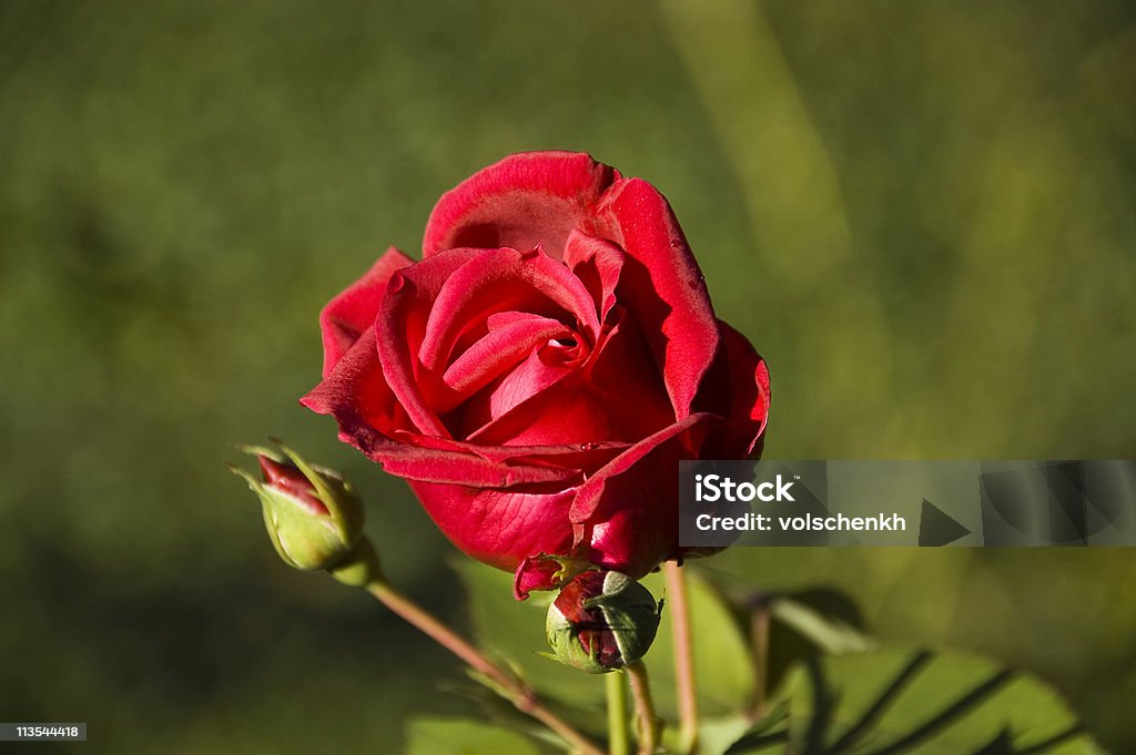 Rosa vermelho brilhante - Foto de stock de Amor royalty-free
