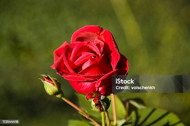 Foto de Rosa Vermelho Brilhante e mais fotos de stock de Amor - Amor, Canteiro de Flores, Exterior