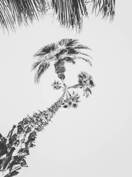 istock palm tree with clear sky background in black and white 1135447416