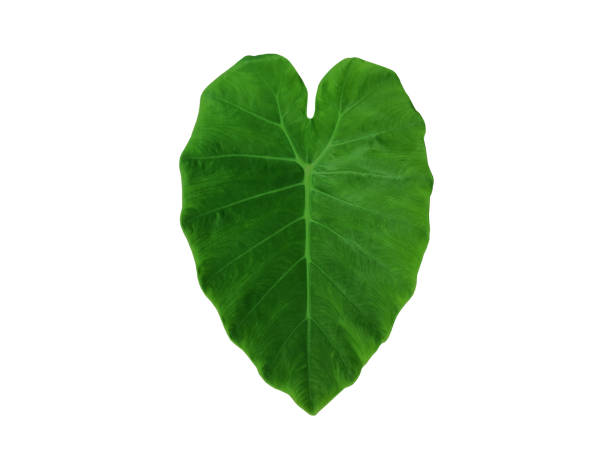 istock Green Caladium leaf (colocasia esculenta) with heart shape isolated on white background 1135448667