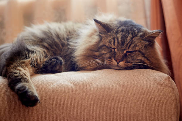 istock portrait of resting siberian cat 1135448736