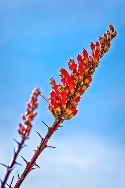 Ocotillo Flower(Fouquieria splendens) Close up of the flower of the Ocotillo Plant in Joshua Tree National Park ocotillo cactus stock pictures, royalty-free photos & images