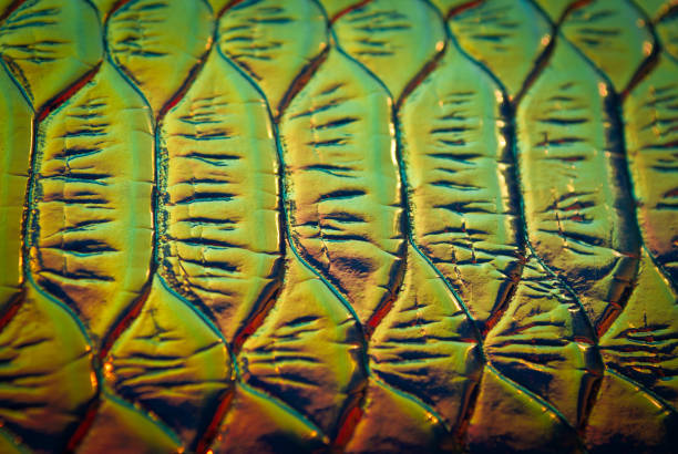 istock Holographic background. Skin texture Holography. Rainbow. 1135449399