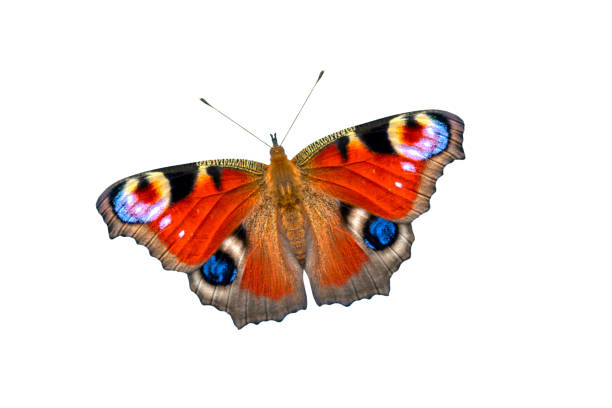 istock Beautiful colored butterfly on a white background. European Peacock butterfly (Inachis io) 1135450683