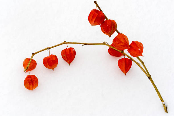 Frosted Red Berries, Winter Background